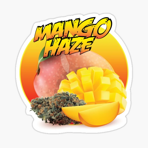 Mango Haze cannabis buds reference image